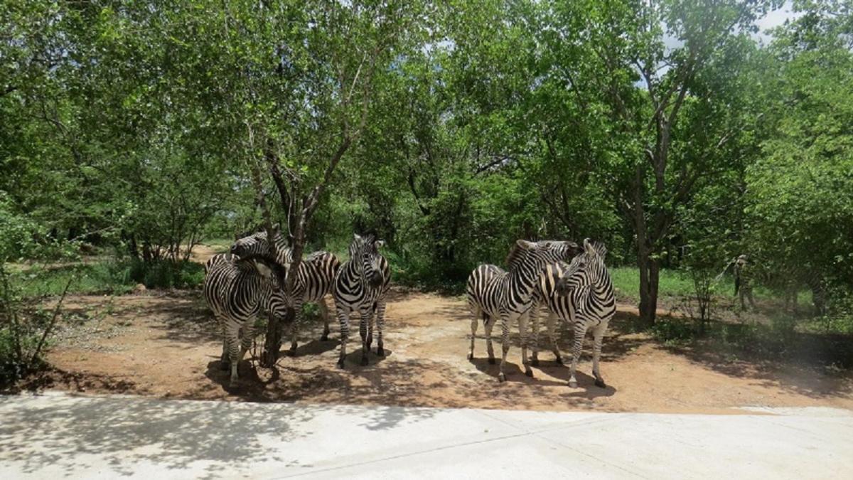 Crowe'S Nest Villa Marloth Park Exterior photo